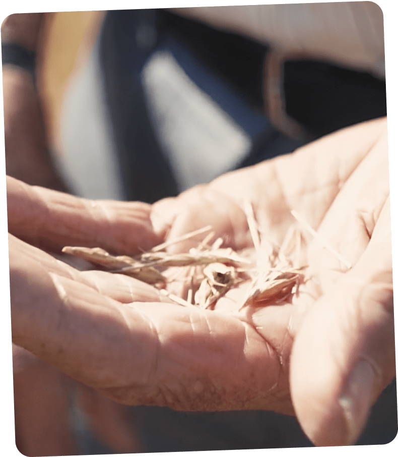 hands and wheat